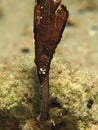 Robust Ghost Pipefish Solenostomus cyanopterus. Royalty Free Stock Photo