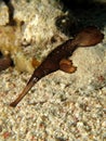 Robust Ghost Pipefish Solenostomus cyanopterus. Royalty Free Stock Photo