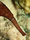 Robust Ghost Pipefish Solenostomus cyanopterus Royalty Free Stock Photo