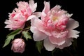 Robust Peony flowers. Generate Ai