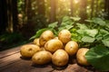 Robust Ripe potatoes fresh. Generate Ai