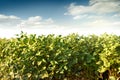 Robust soy bean crop basking in the sunlight