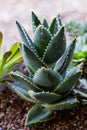 Aloe distans succulent in planter