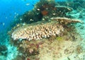 Robust table coral Royalty Free Stock Photo