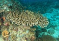 Robust table coral Royalty Free Stock Photo