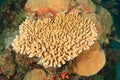 Robust table coral Royalty Free Stock Photo