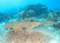 Robust table coral Royalty Free Stock Photo