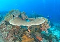 Robust table coral Royalty Free Stock Photo