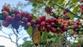 Robusta arabica coffee fruit ripe on the tree Royalty Free Stock Photo