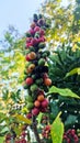 Robusta arabica coffee fruit ripe on the tree Royalty Free Stock Photo