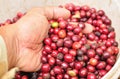 Robusta berries in plastic bag. Royalty Free Stock Photo