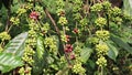 Robusta coffee also called as Coffea canephora with branch full of green coffee beans in coffee plantation. Coffea robusta close