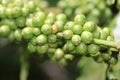 Robusta coffee beans which is unripe on coffee plant macro photo Royalty Free Stock Photo