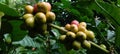 robusta coffee cherries are green and red in the morning