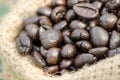 Robusta coffee. Royalty Free Stock Photo