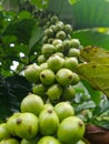 Robusta coffee is a descendant of several coffee species, especially Coffea canephora. Royalty Free Stock Photo