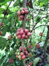 Robusta coffee Royalty Free Stock Photo