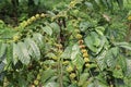 Robusta coffee with maximun yield of coffee beans in single branch. Green coffee beans Royalty Free Stock Photo