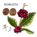 robusta coffee  plant  grain Royalty Free Stock Photo