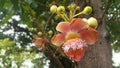 Beautiful flower robusta in Thailand. Royalty Free Stock Photo