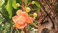 Beautiful flower robusta in Thailand. Royalty Free Stock Photo