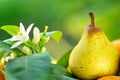 Rocha pear. Royalty Free Stock Photo