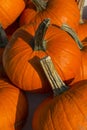 Rochester Farmer Market Pumpkins 2