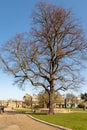 View of a magnificent tree in the Castle grounds at Rochester on March 24, 2019. Unidentified Royalty Free Stock Photo