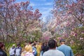 The Rochester Lilac Festival is the largest free festival where visitors can shop, hear live music, eat and explore the