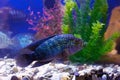 Rocio octofasciata fish or Cichlasoma bee on blue water background with aquarium pets