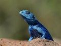 Rock agama Royalty Free Stock Photo