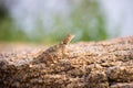 Rock Agama Lizard or the Rock Lizard camouflage