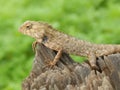 Rock Agama Lizard Royalty Free Stock Photo