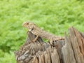 Agama Lizard on wood