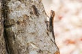Rock Agama Royalty Free Stock Photo