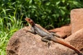 Rock agame sunbathing Royalty Free Stock Photo
