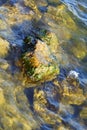 Rock with algae Royalty Free Stock Photo