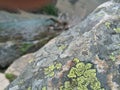 Rock Algae Royalty Free Stock Photo