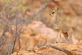 Rock antelpe in the habitat. Klipspringer antelope, in the rock habitat. Animal sitting on the stone in the Mountain, Namibia in