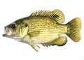 Rock Bass, (Ambloplites rupestris) Royalty Free Stock Photo