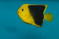 Rock Beauty Angelfish in Aquarium Royalty Free Stock Photo