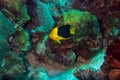 Rock beauty angelfish on coral reef at Bonaire Island in the Caribbean Royalty Free Stock Photo