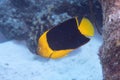 Rock Beauty Angelfish on Caribbean Coral Reef Royalty Free Stock Photo