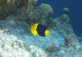 Rock Beauty Angelfish Royalty Free Stock Photo