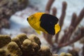 Rock Beauty Angelfish Royalty Free Stock Photo