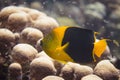 Rock Beauty Angelfish Royalty Free Stock Photo