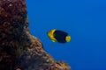 Rock beauty angelfish on coral reef at Bonaire Island in the Caribbean Royalty Free Stock Photo