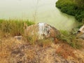 Rock with bird poop and green algae on water in pond with brown and green grasses