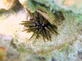 Rock boring urchin