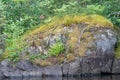 Rock / boulder with plants, lichens, and moss on Lake One of the BWCA - Boundary Waters Canoe Area Royalty Free Stock Photo